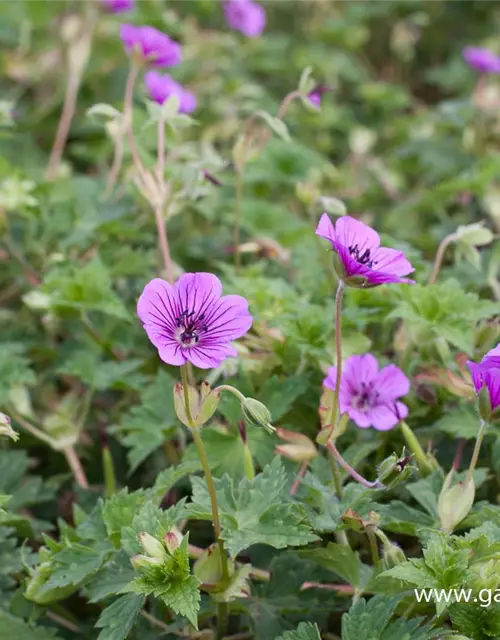 Garten-Storchschnabel 'Pink Penny'®