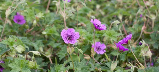 Garten-Storchschnabel 'Pink Penny'®