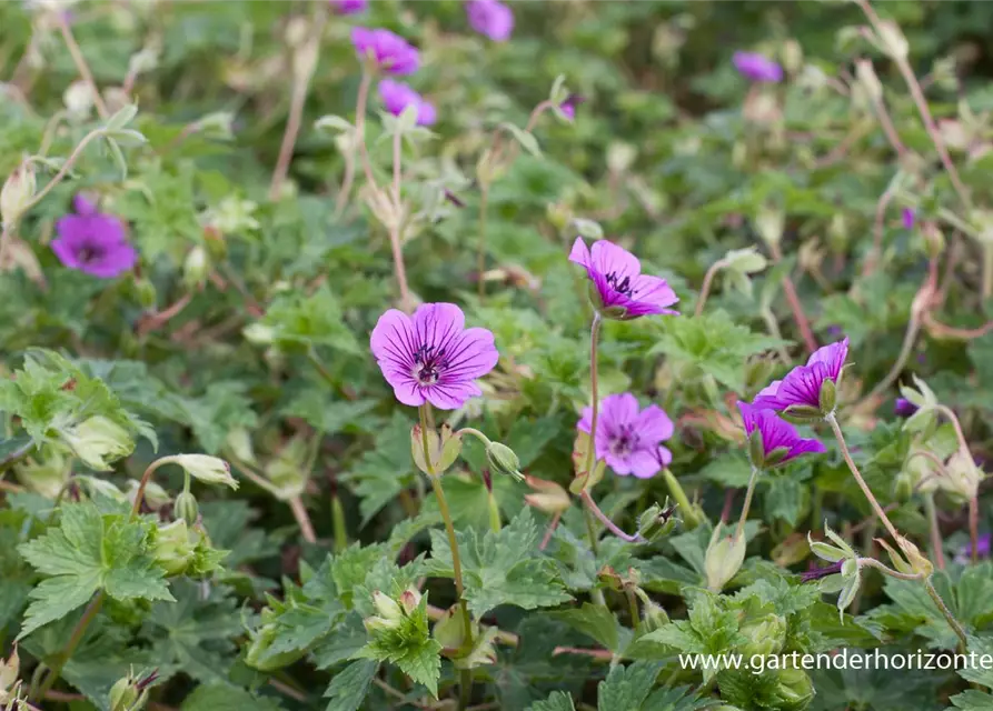 Garten-Storchschnabel 'Pink Penny'®