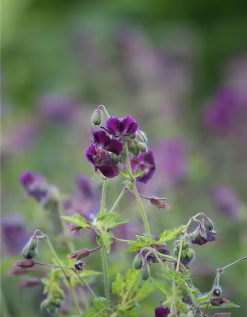 Geranium phaeum 'Springtime' -R-