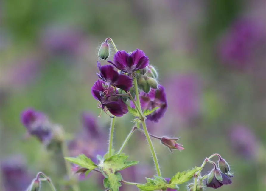 Geranium phaeum 'Springtime' -R-