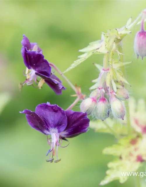 Geranium phaeum 'Springtime' -R-