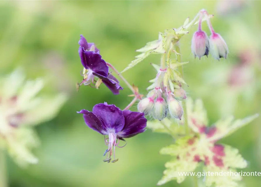 Geranium phaeum 'Springtime' -R-