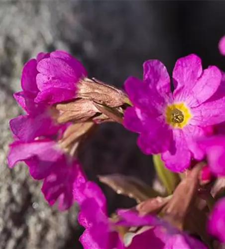 Garten-Rosen-Schlüsselblume 'Gigas'