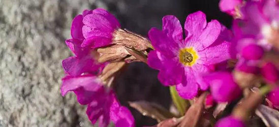 Garten-Rosen-Schlüsselblume 'Gigas'