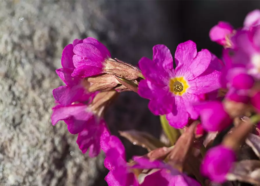 Garten-Rosen-Schlüsselblume 'Gigas'