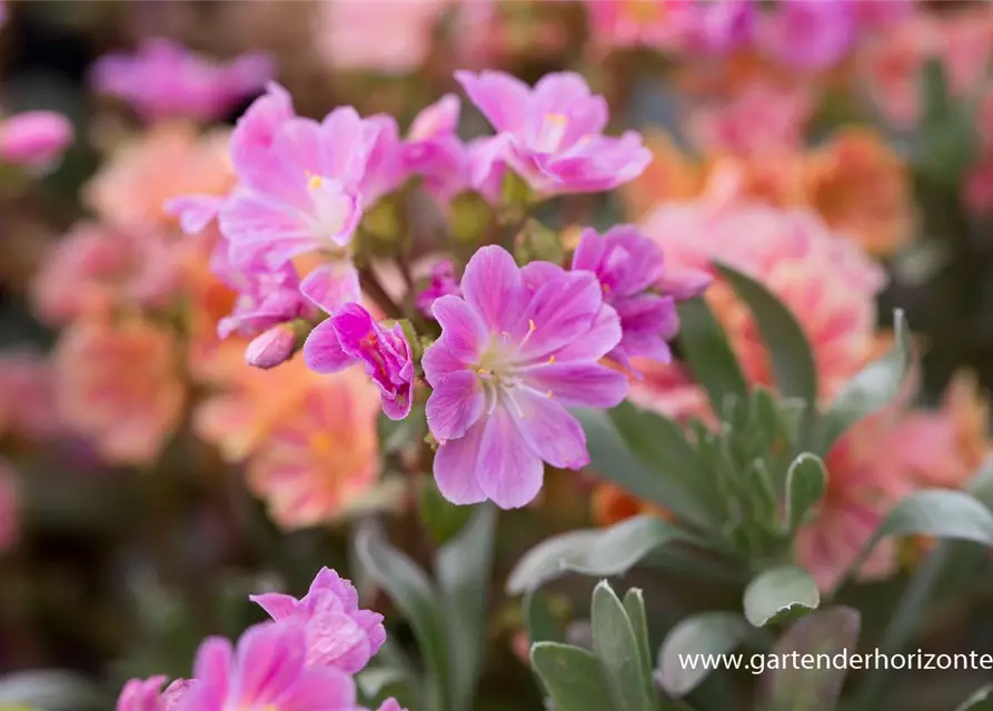 Garten-Bitterwurz 'Regenbogen'