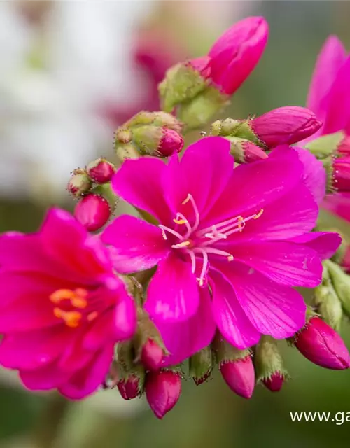 Garten-Bitterwurz 'Regenbogen'