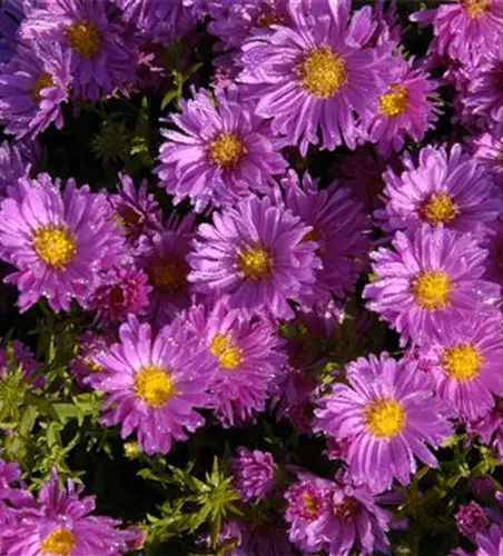 Garten-Kissen-Aster 'Kassel'