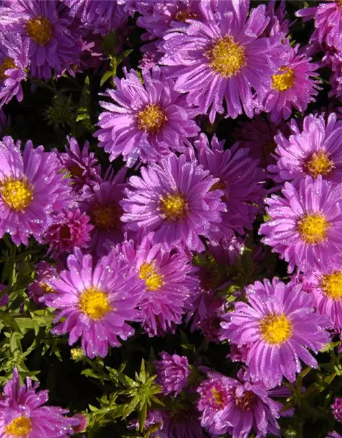 Garten-Kissen-Aster 'Kassel'