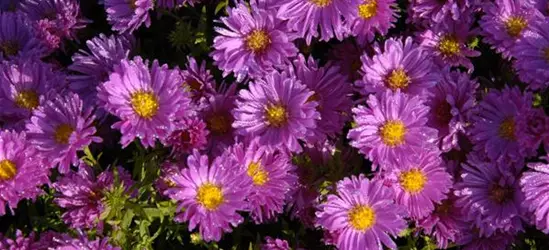 Garten-Kissen-Aster 'Kassel'