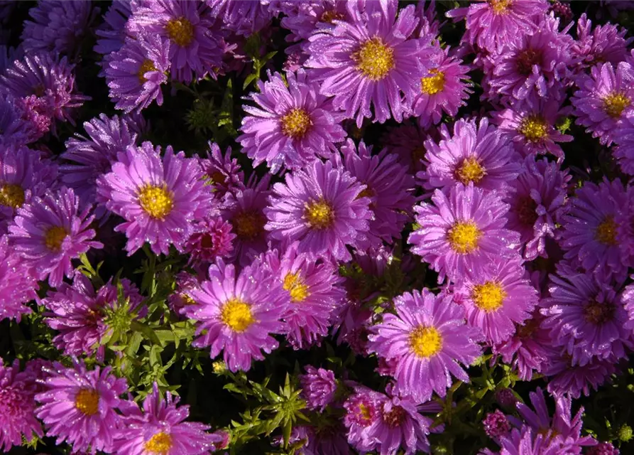 Garten-Kissen-Aster 'Kassel'