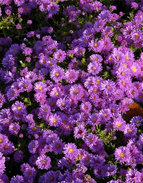 Garten-Kissen-Aster 'Kassel'