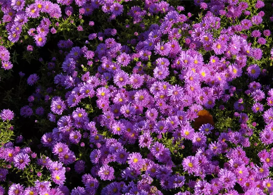 Garten-Kissen-Aster 'Kassel'