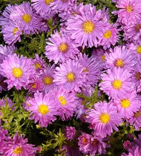 Niedrige Garten-Aster 'Happy End'