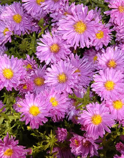 Garten-Kissen-Aster 'Kassel'