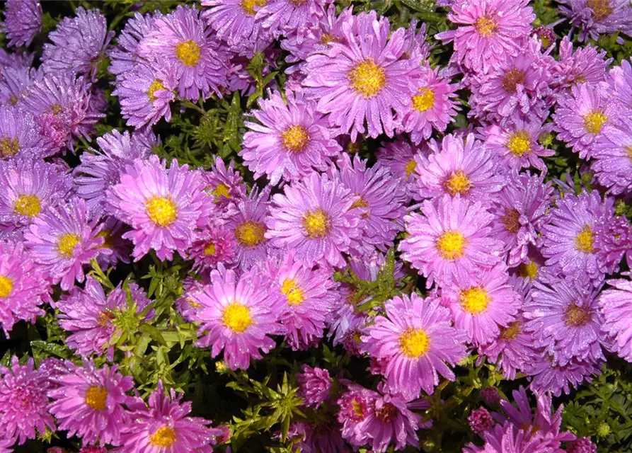 Garten-Kissen-Aster 'Kassel'