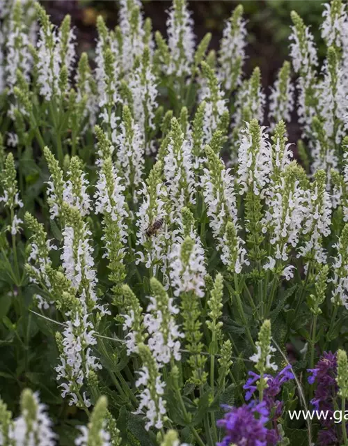 Garten-Blüten-Salbei 'Adrian'