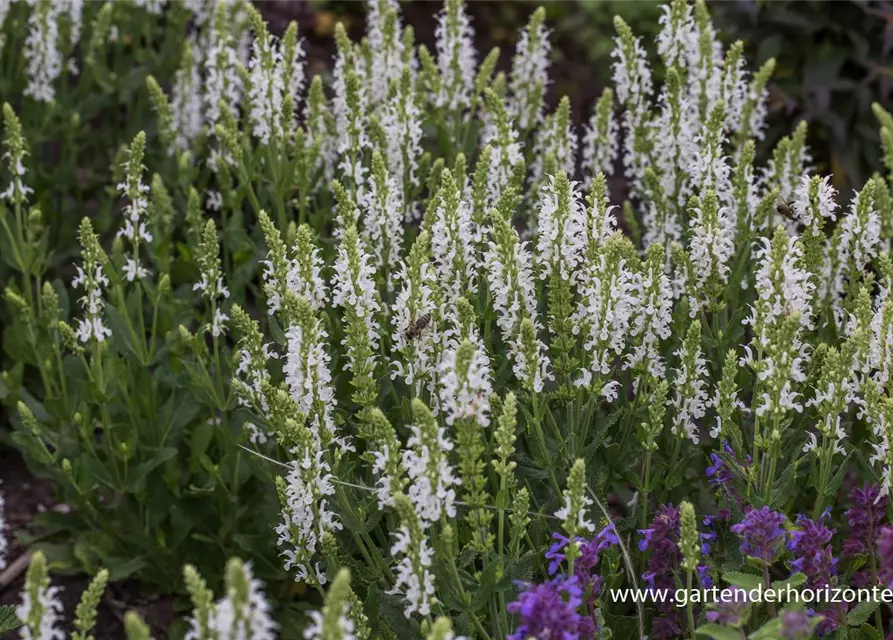 Garten-Blüten-Salbei 'Adrian'