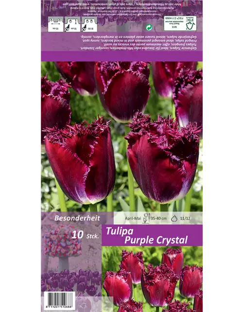 Gefranste Tulpe 'Purple Crystal'