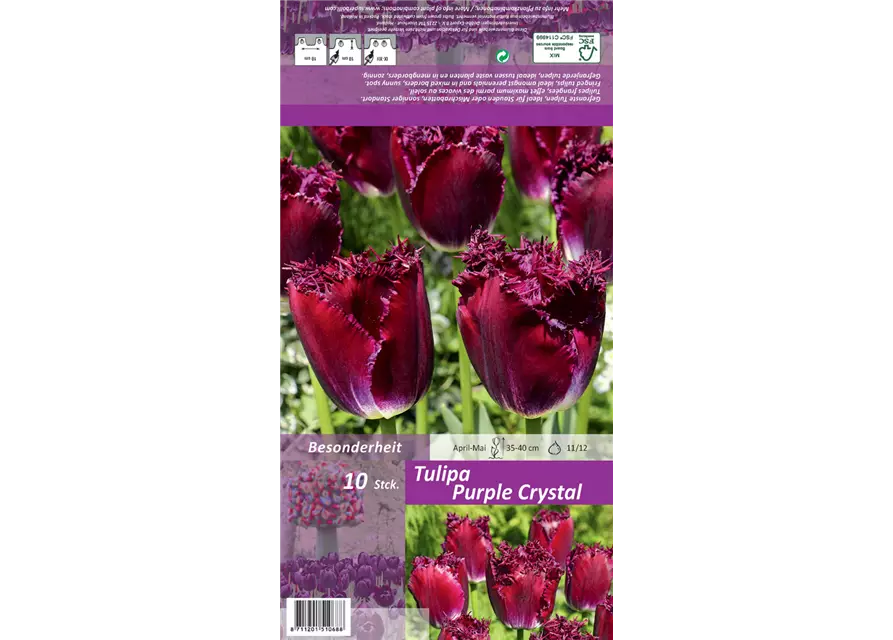 Gefranste Tulpe 'Purple Crystal'