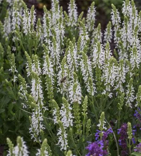 Garten-Blüten-Salbei 'Adrian'