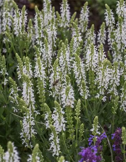 Garten-Blüten-Salbei 'Adrian'