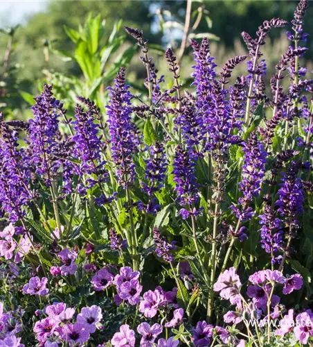 Garten-Blüten-Salbei 'Mainacht'