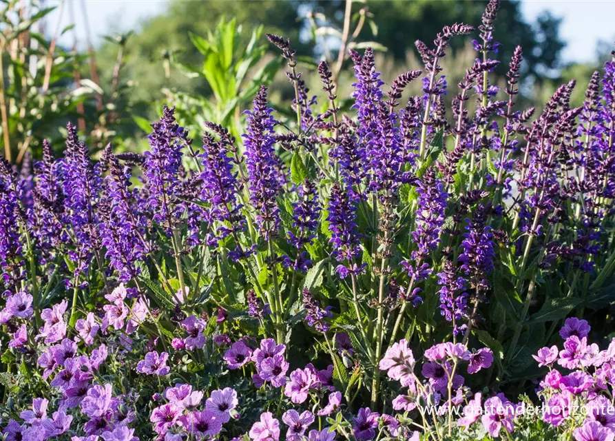 Garten-Blüten-Salbei 'Mainacht'