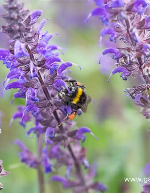 Garten-Blüten-Salbei 'Mainacht'