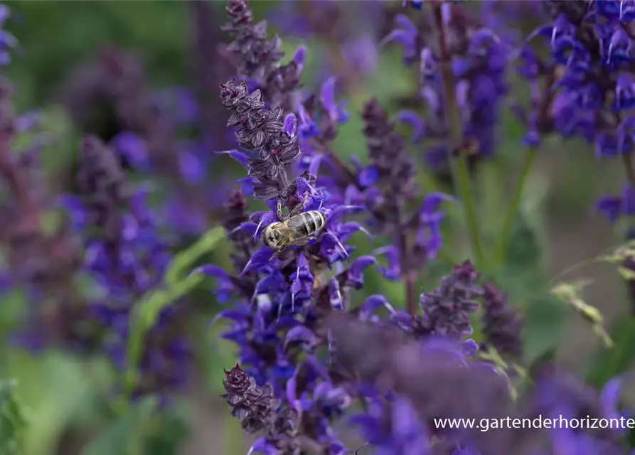 Garten-Blüten-Salbei 'Mainacht'