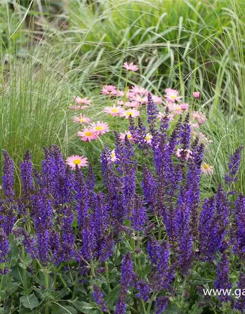 Garten-Blüten-Salbei 'Mainacht'