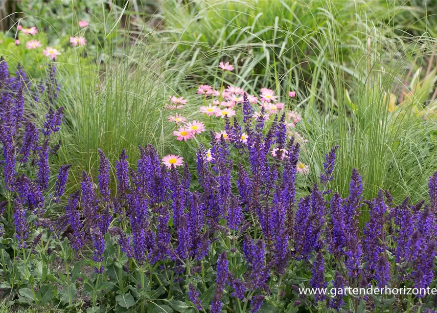 Garten-Blüten-Salbei 'Mainacht'