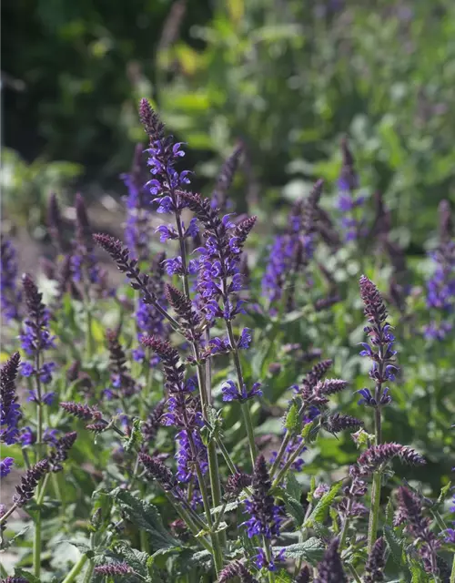 Garten-Blüten-Salbei 'Mainacht'