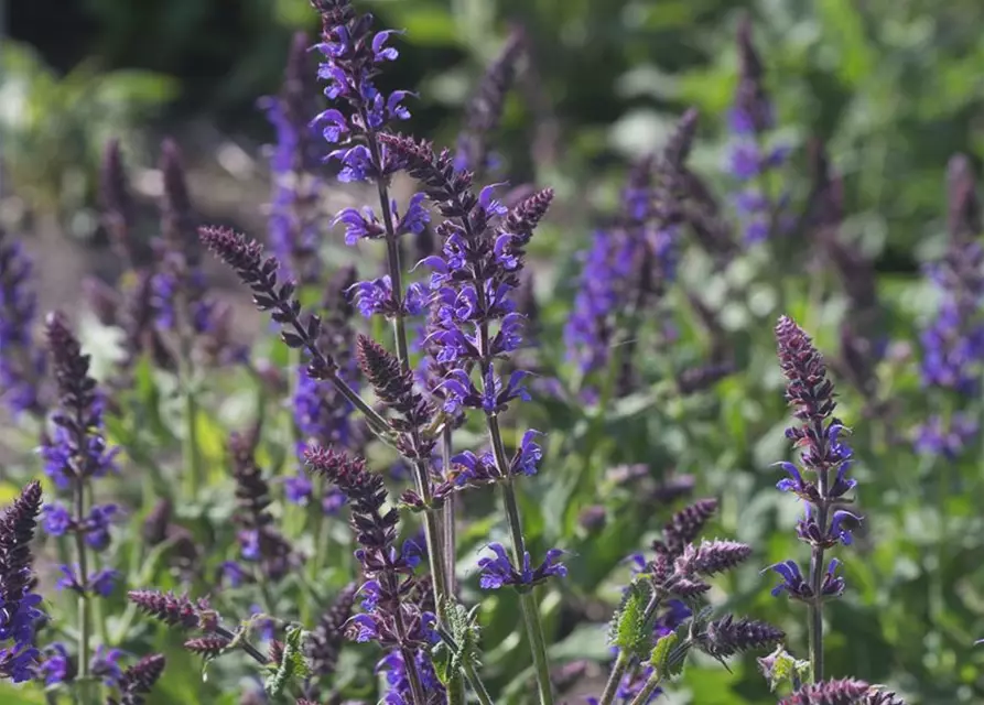 Garten-Blüten-Salbei 'Mainacht'