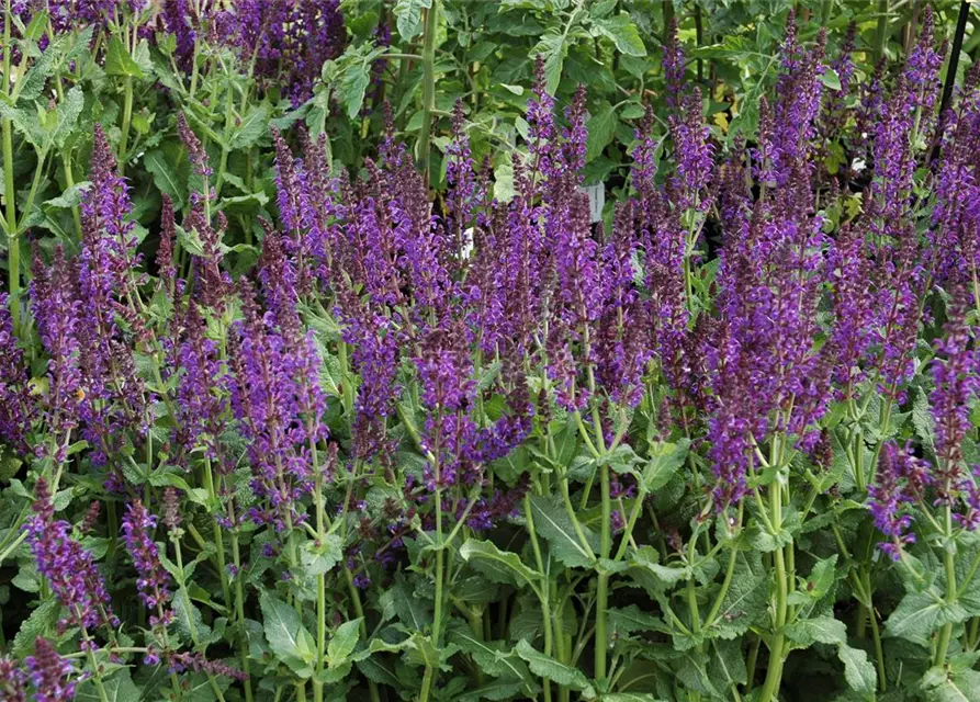 Garten-Blüten-Salbei 'Mainacht'