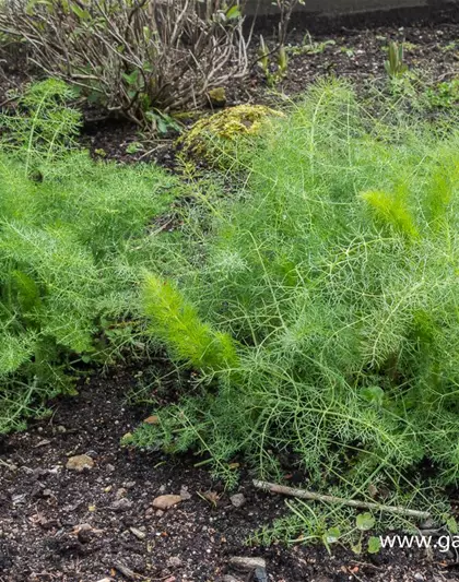 Gewöhnlicher Fenchel