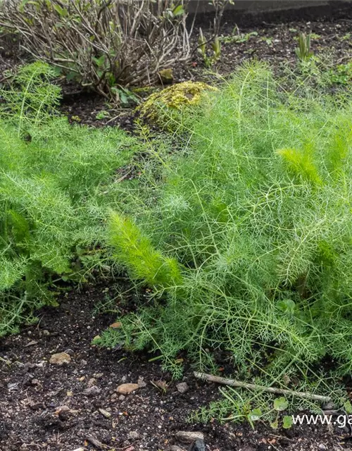 Gewöhnlicher Fenchel