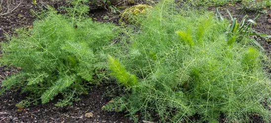 Gewöhnlicher Fenchel