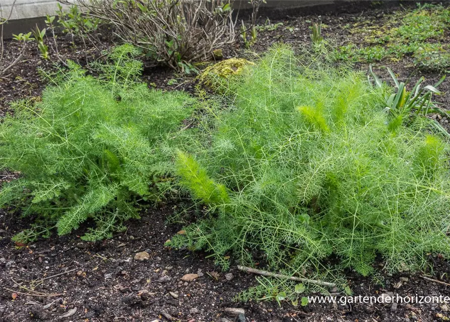 Gewöhnlicher Fenchel