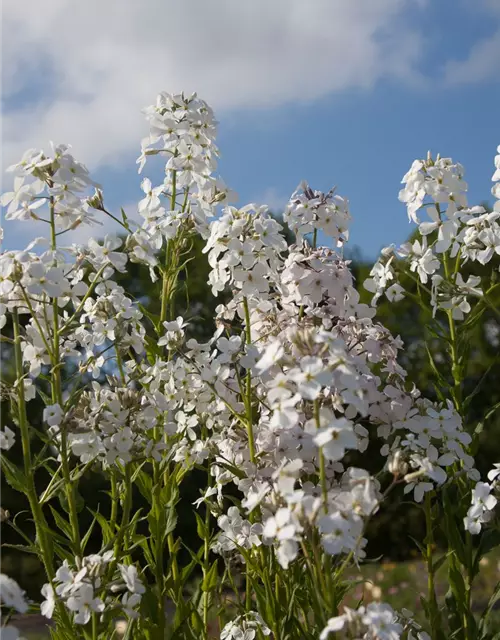 Garten-Nachtviole 'Alba'