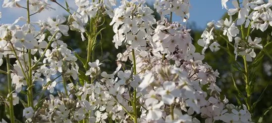 Garten-Nachtviole 'Alba'