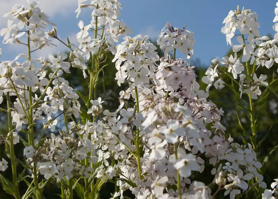 Garten-Nachtviole 'Alba'