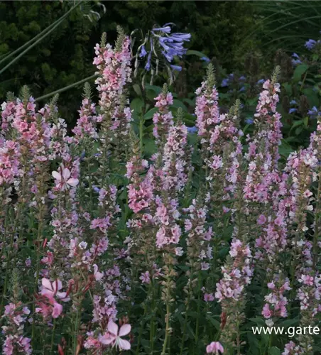 Garten-Blut-Weiderich 'Blush'