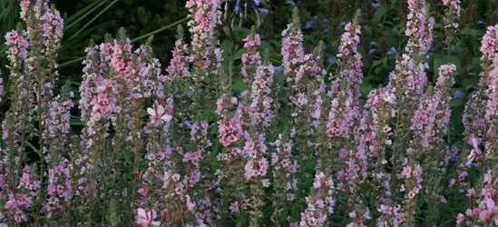 Garten-Blut-Weiderich 'Blush'