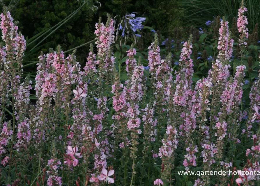 Garten-Blut-Weiderich 'Blush'