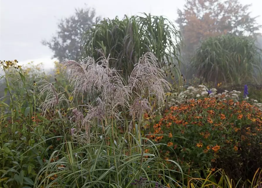 Garten-Chinaschilf 'Zwergelefant'