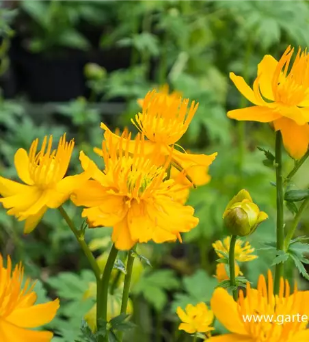 Garten-Trollblume 'Golden Queen'