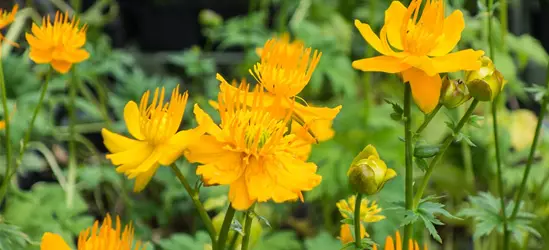 Garten-Trollblume 'Golden Queen'