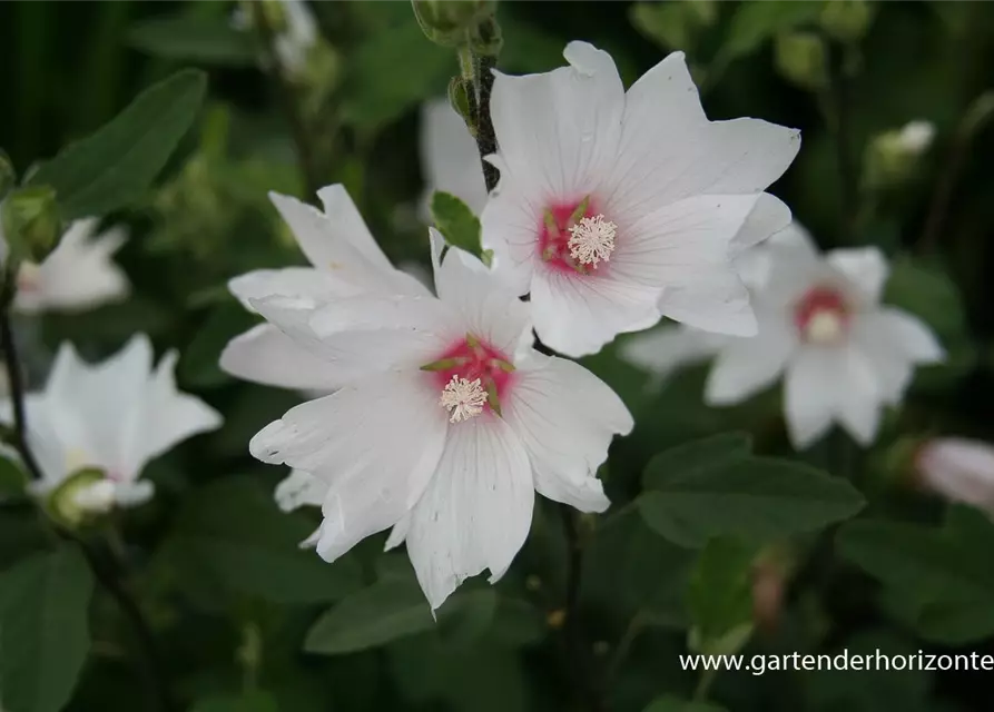 Garten-Busch-Malve 'Baby Barnsley'